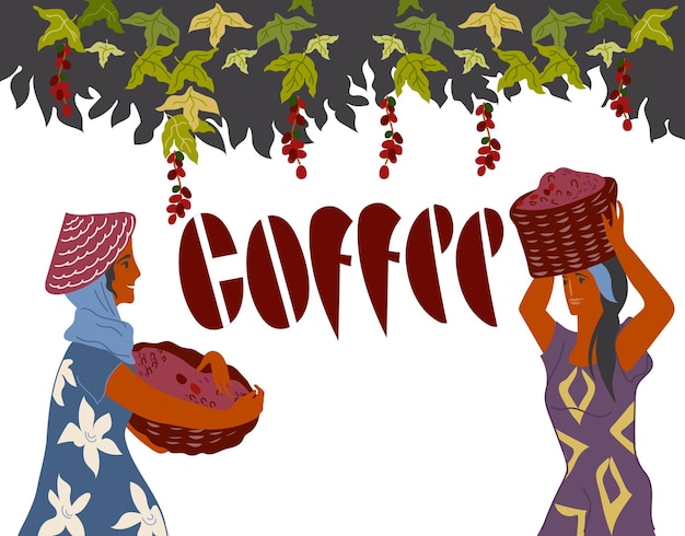 women pick coffee beans from the bush on plantation and coffee lettering