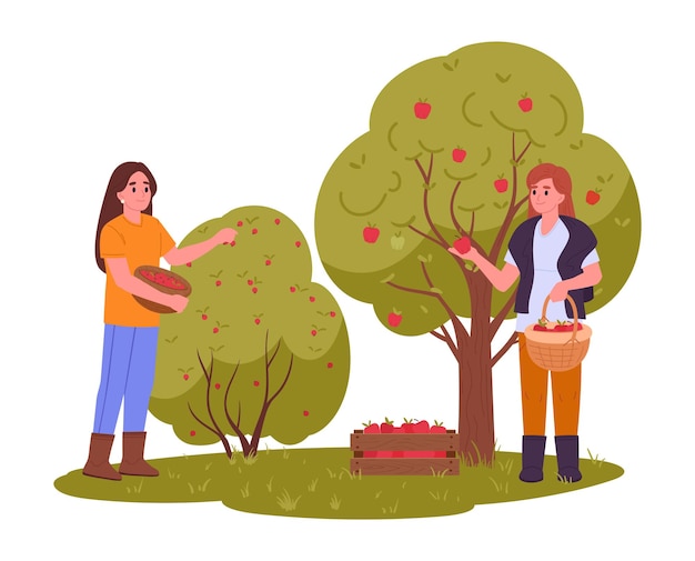 Women picks fruits Female farmers harvesting apples and berries girls collects fruits in basket flat vector illustration Cartoon harvesting scene