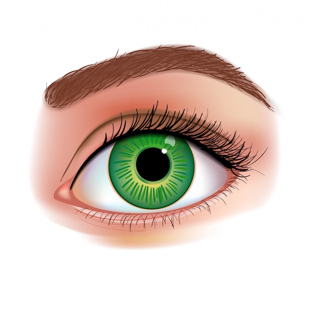 Vector women's eye realistic illustration