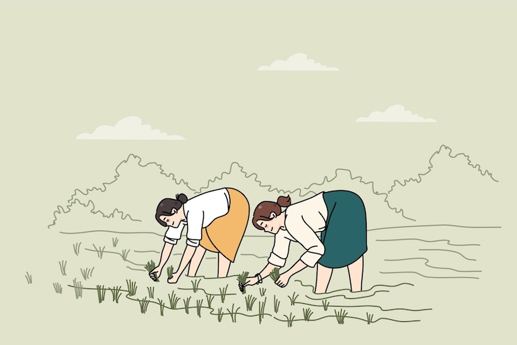 Vector 논에서 일하는 여성들