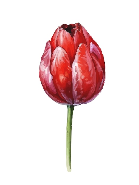 Womens day vector watercolor spring red tulips illustration set