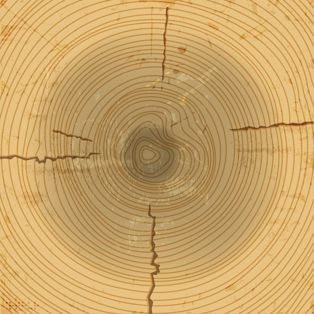 Vector wood cross section background