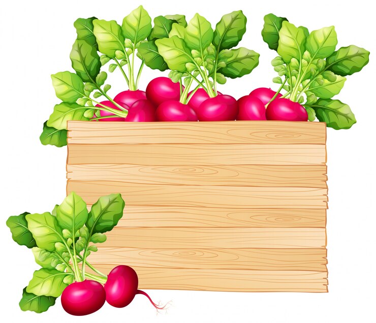 Vector wooden board with red radish illustration