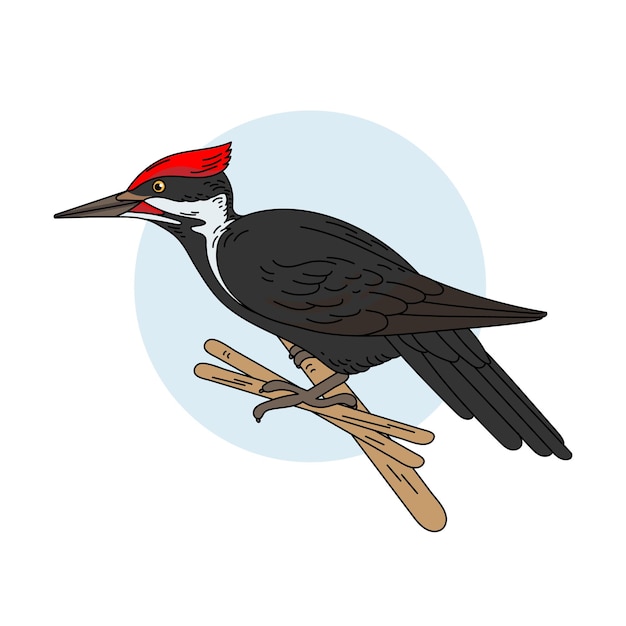 Woodpecker color vector illustration