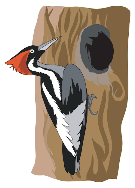 Vector woodpecker pecking hole in a tree