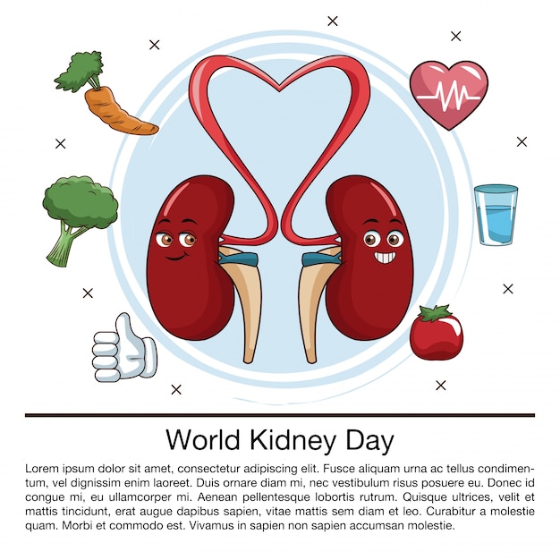 Vector world kidney day infographic cartoon