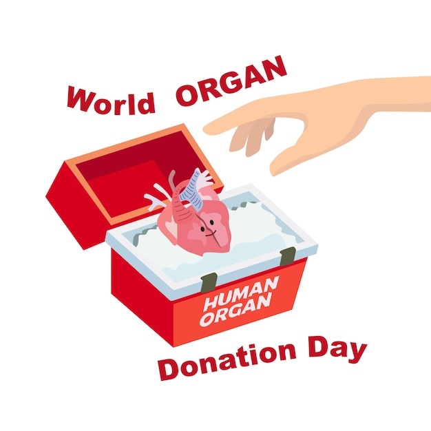 World Organ Donation Day Human hands placing a donor heart in a refrigerated medical box