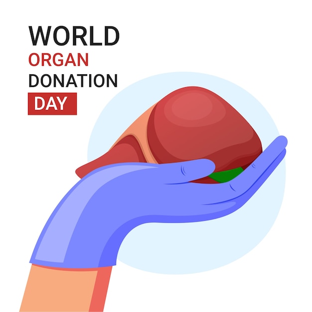 Giornata mondiale della donazione di organi, mano medica e illustrazione del fegato