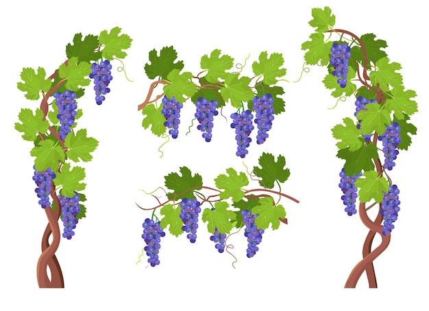 Vector wormwood tree. blooming wisteria branches and bunches of flowers elements for design. vector