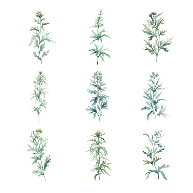 Wormwood acquerello set di erbe illustrazione disegnata a mano isolata su sfondo bianco