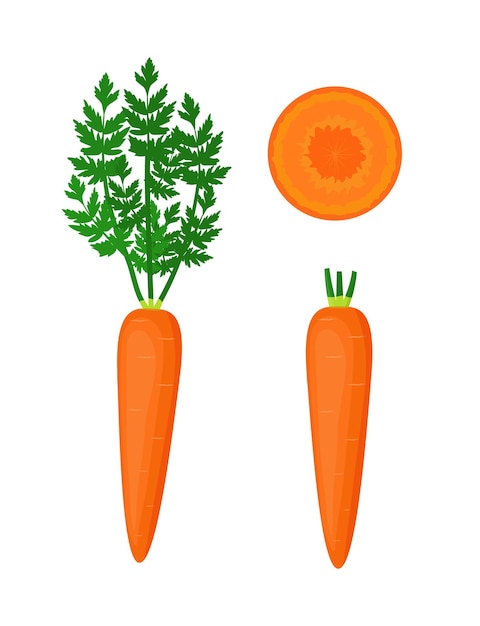 Vector wortel met topjes en wortelplak illustratie