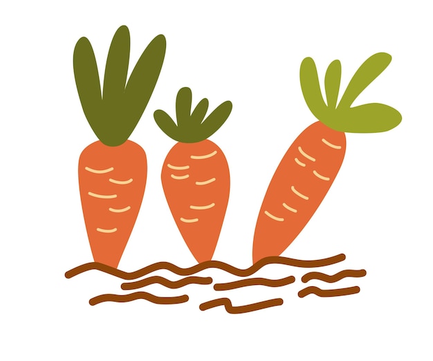 Vector wortel oogst. rijpe wortelen in de tuin. tuinieren, oogsten, bedden. vectorbeeldverhaalillustratie op een witte achtergrond.