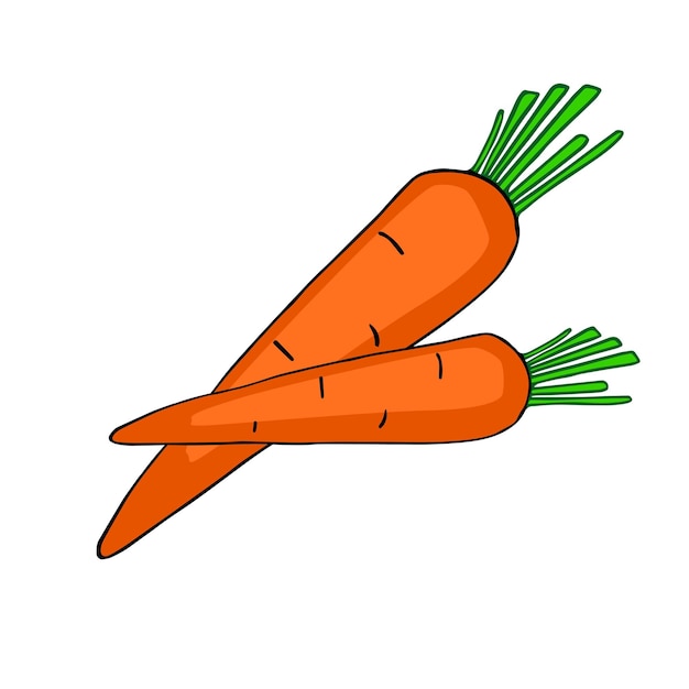 Vector wortel