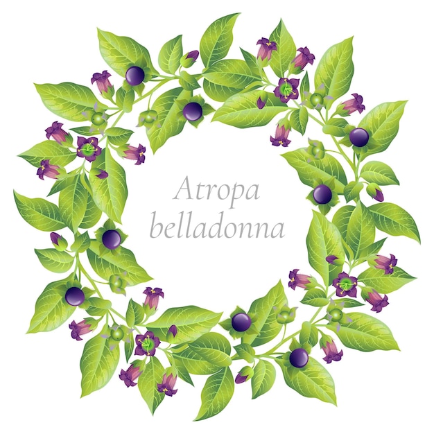 Vector wreath of belladonna plant on a white background vector drawing