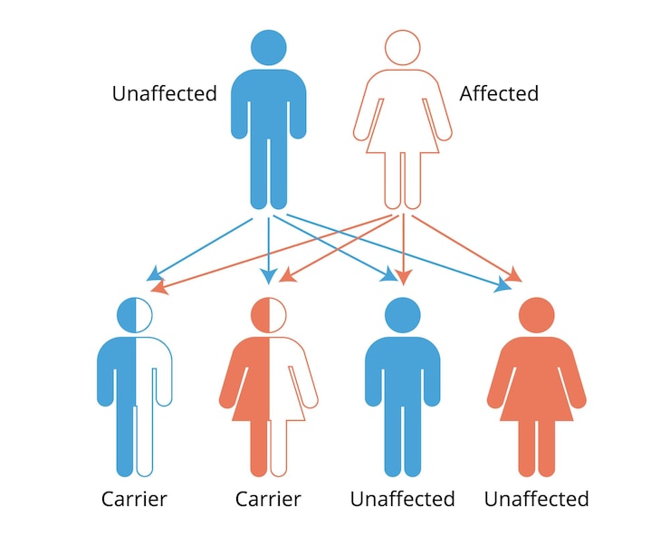 Vector x-linked inheritance pedigree chart
