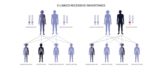 x linked recessive inheritance