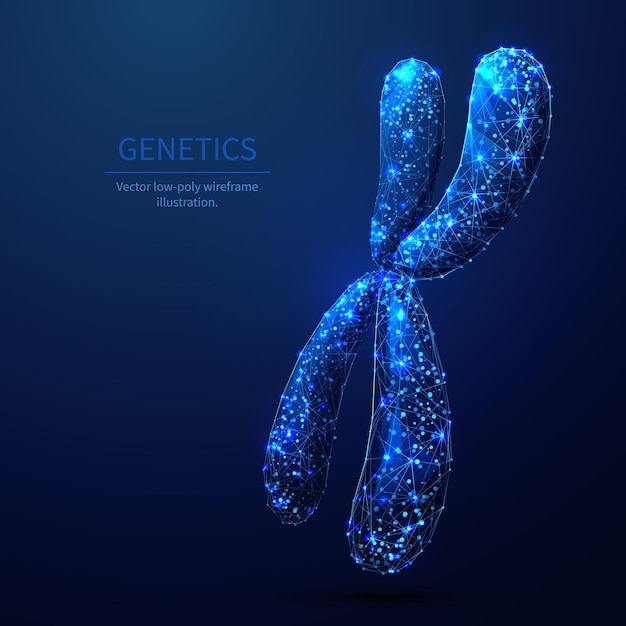 벡터 xchromosome 낮은 폴리 와이어프레임 그림