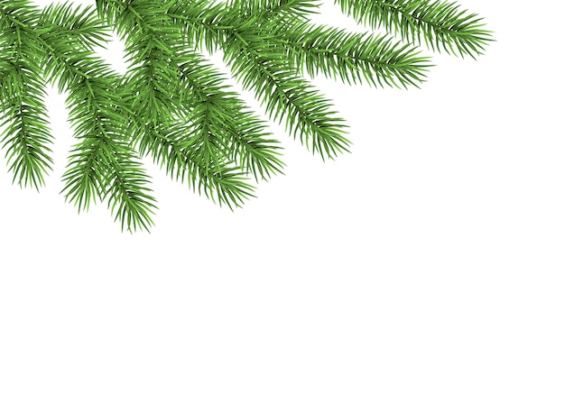 Xmas background with spruce branch