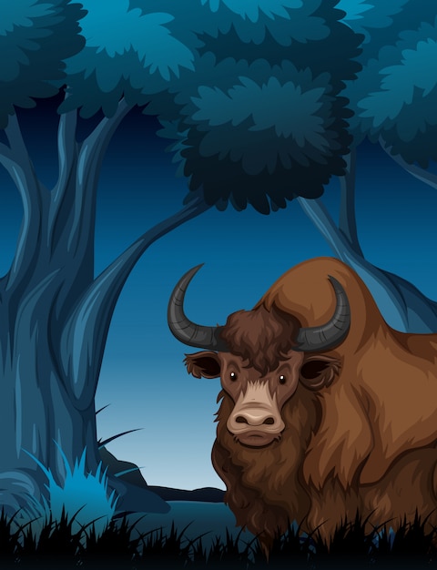 Yak in the dark forest