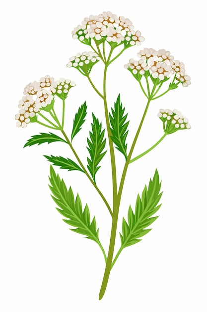 Yarrow-tak met bloemen Vectorillustratie op witte achtergrond Botanisch kunstontwerp