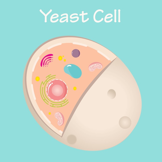 Yeast cell structure vector graphic