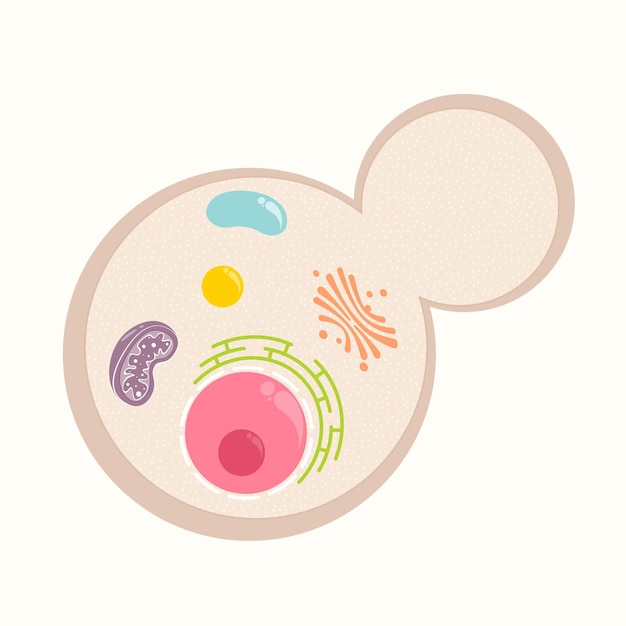 Yeast cell with basic organelles template vector illustration graphic background