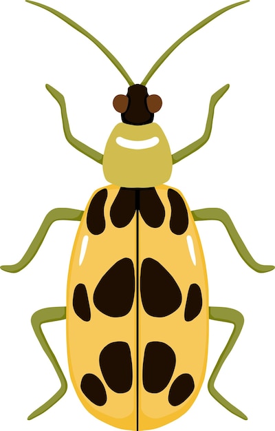 Vector yellow and black beetle illustration