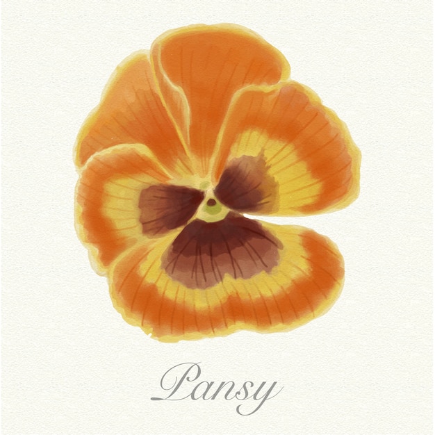 Yellow and brown watercolor pansy isolated