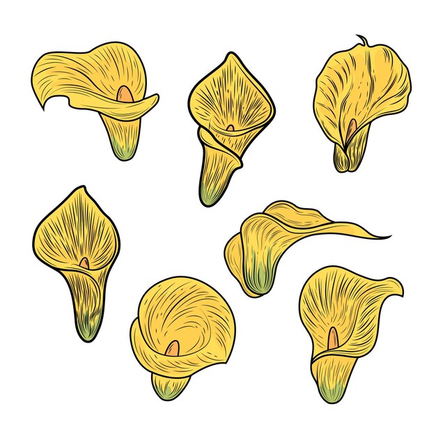 ベクトル 黄色のオランダカイウユリの花と葉の手描き植物画