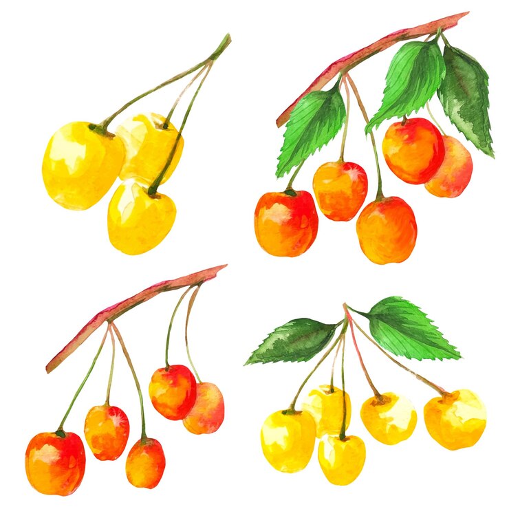 Vector yellow cherry set sakura fruit vector illustration