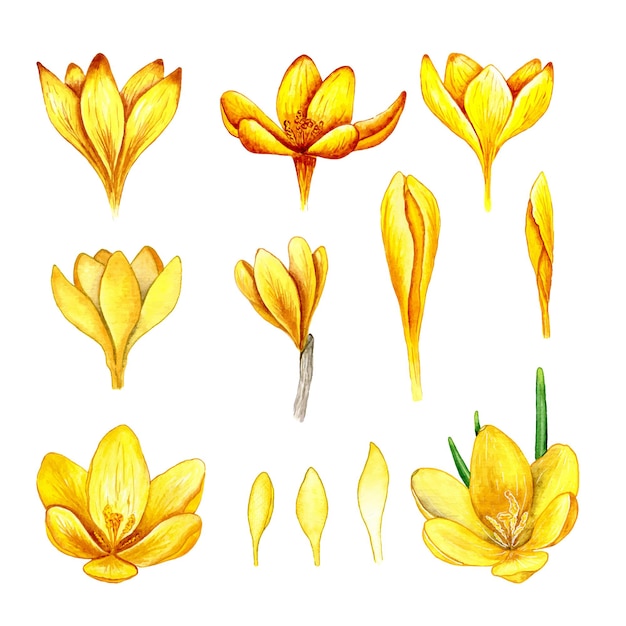 Yellow crocus watercolor clipat set. botanical illustration