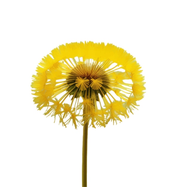 Vector yellow dandelion flower vector isolated on white background