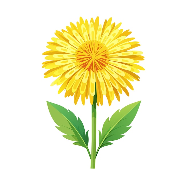 Yellow dandelion flower on white background