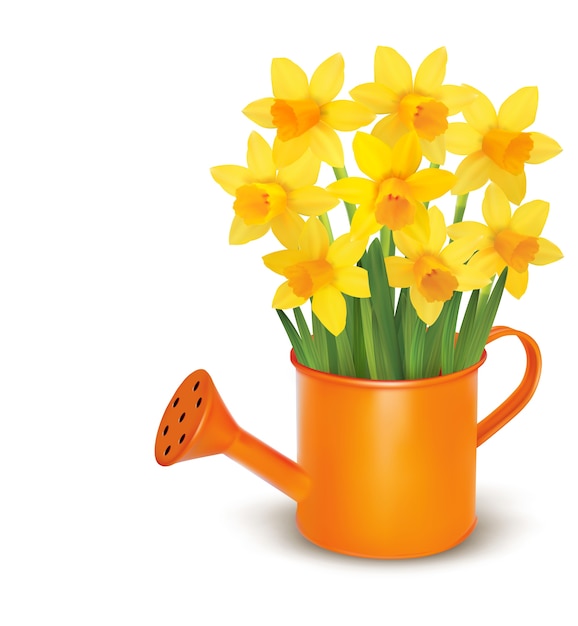 Yellow fresh spring flowers in green watering can