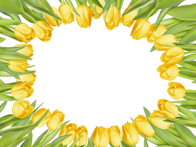 Yellow fresh tulips on white frame