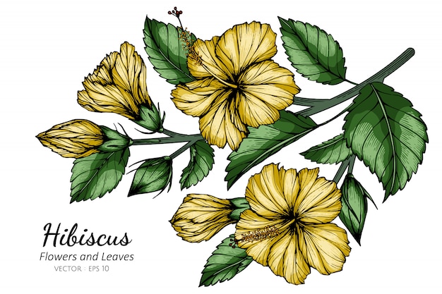 Желтая иллюстрация чертежа цветка и лист гибискуса с линией искусством на белизне.