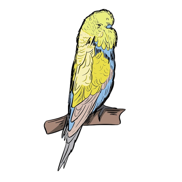 Yellow little parrot on a branch hand drawn.Bird colored parrot family.Vector illustration.