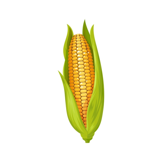 Yellow maize with leaves isolated corncob corn cob