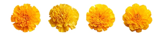 색 배경에 고립된 노란색 마리골드 꽃 터 세트