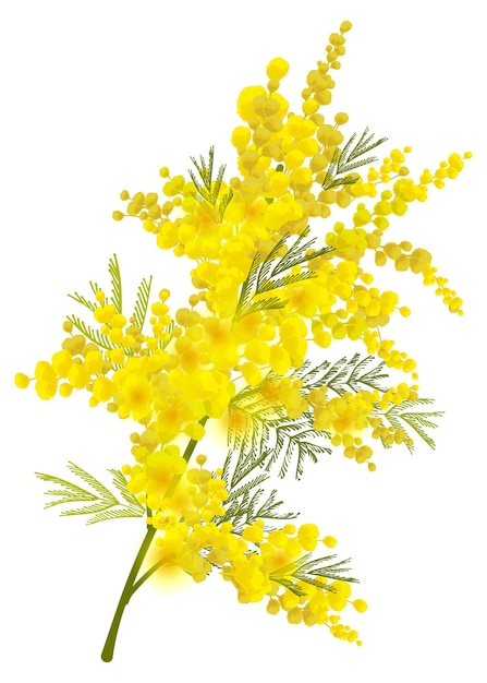 Il fiore giallo del ramo di mimosa simboleggia la giornata delle donne isolata sul bianco