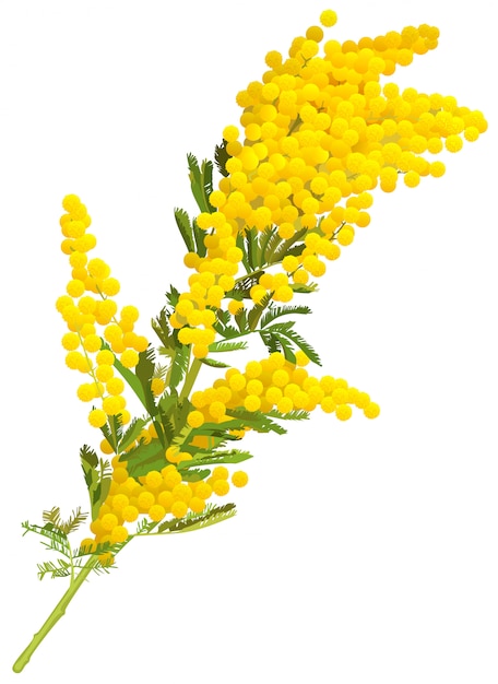 Vector yellow mimosa flower branch isolated