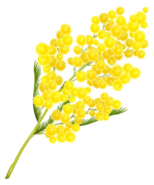 Fiore giallo mimosa. simbolo del fiore di mimosa del giorno delle donne