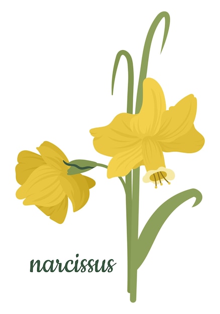 Вектор Желтые цветы нарцисса на белом фоне