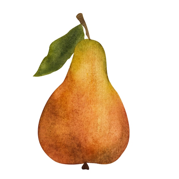 Yellow pear isolated on white background Watercolor illustration