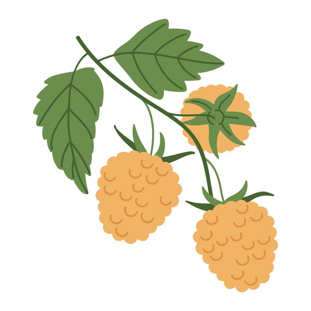 Vector yellow raspberry branch edible yellow berries for healthy nutrition hand drawn juicy forest yellow raspberry flat vector illustration fresh raspberries on twig