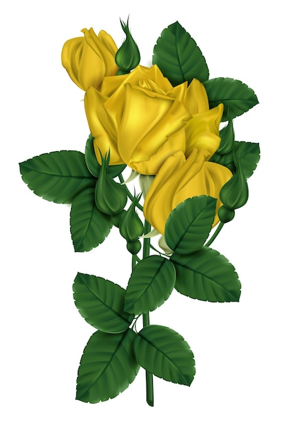 Vector yellow rose isolated on white