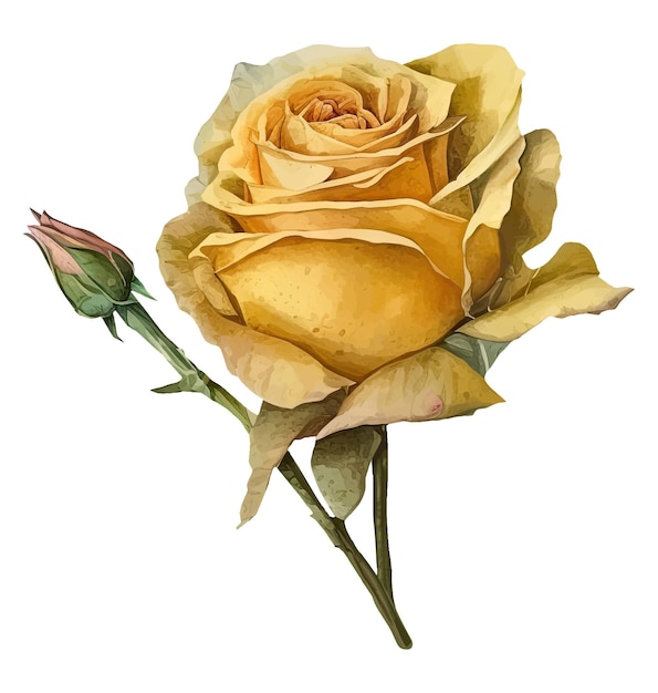 緑の茎とピンクのつぼみを持つ黄色いバラ。