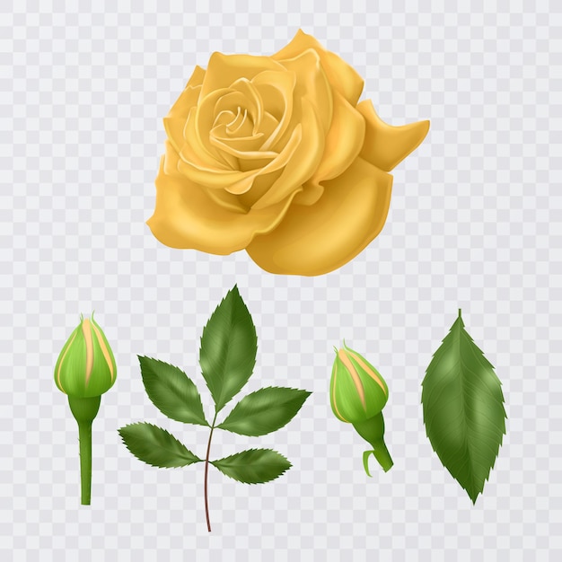 Vector yellow rose with leaves realistic illustration on transparent background vector illustration