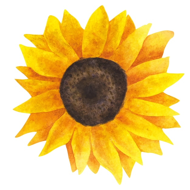 Vector yellow sunflower, watercolor painting on a white background.