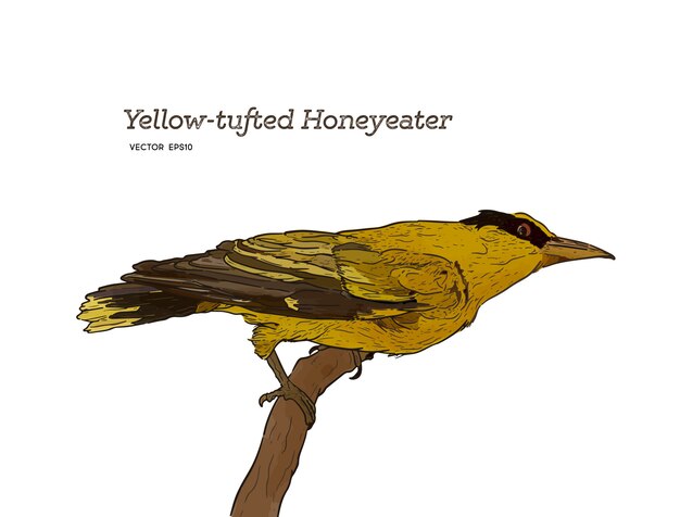 나무에 자리 잡고 노란색 술을 단 Honeyeater